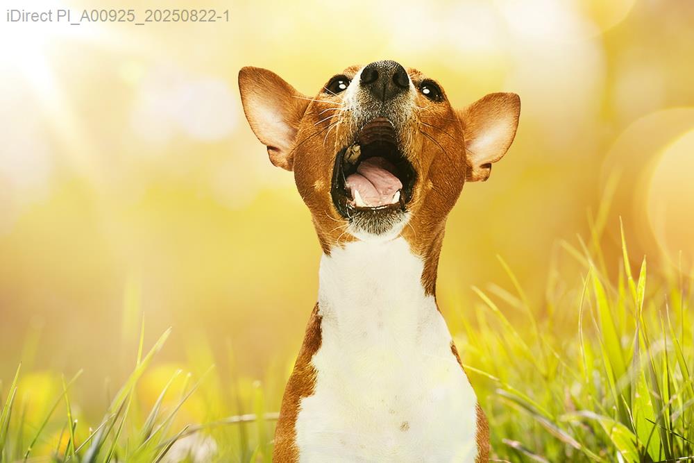 【2023完全指南】選擇最佳寵物美容店：你的寶貝值得頂級呵護！示意圖